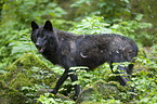 standing Eastern timber wolf