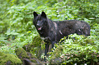 standing Eastern timber wolf