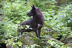 standing Eastern timber wolf