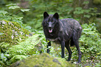 standing Eastern timber wolf