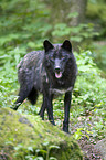 standing Eastern timber wolf