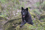 liegender Eastern timber wolf