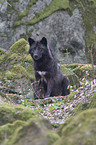 sitting Eastern timber wolf