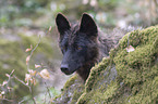 Eastern timber wolf