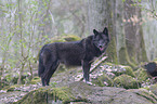 standing Eastern timber wolf