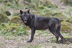 standing Eastern timber wolf