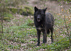 standing Eastern timber wolf