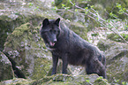 Eastern timber wolf