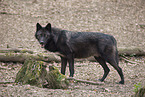 standing Eastern timber wolf