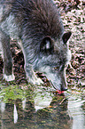 drinking greywolf