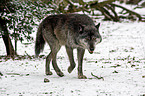 greywolf