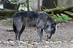 greywolf