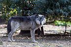 greywolf