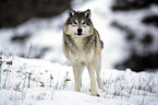 Eastern timber wolf