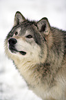 Eastern timber wolf