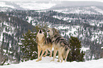 Eastern timber wolves