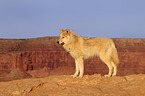 Eastern timber wolf