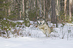 Eastern timber wolf