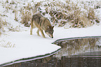 Eastern timber wolf