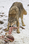 Eastern timber wolf