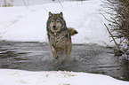 Eastern timber wolf