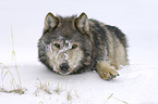 Eastern timber wolf