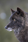 Eastern timber wolf