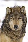 Eastern timber wolf