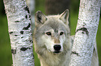 Eastern timber wolf