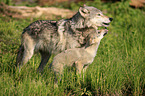 Eastern timber wolves