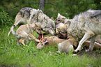 Eastern timber wolves