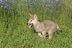 Eastern timber wolf