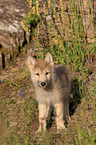 Eastern timber wolf