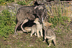 Eastern timber wolves