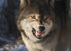 Eastern timber wolf