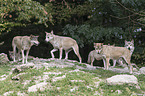 Eastern timber wolves