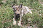 Eastern timber wolf