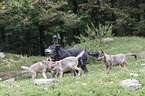 Eastern timber wolves