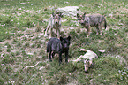 Eastern timber wolves