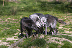 eastern wolves