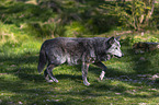 eastern wolf