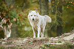 eastern wolf