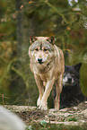 eastern wolves