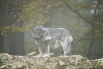 eastern wolf