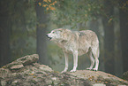 eastern wolf