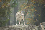 eastern wolf