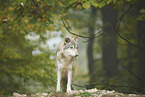 eastern wolf