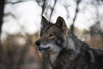 eastern timber wolf