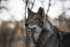 eastern timber wolf