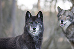 eastern timber wolves